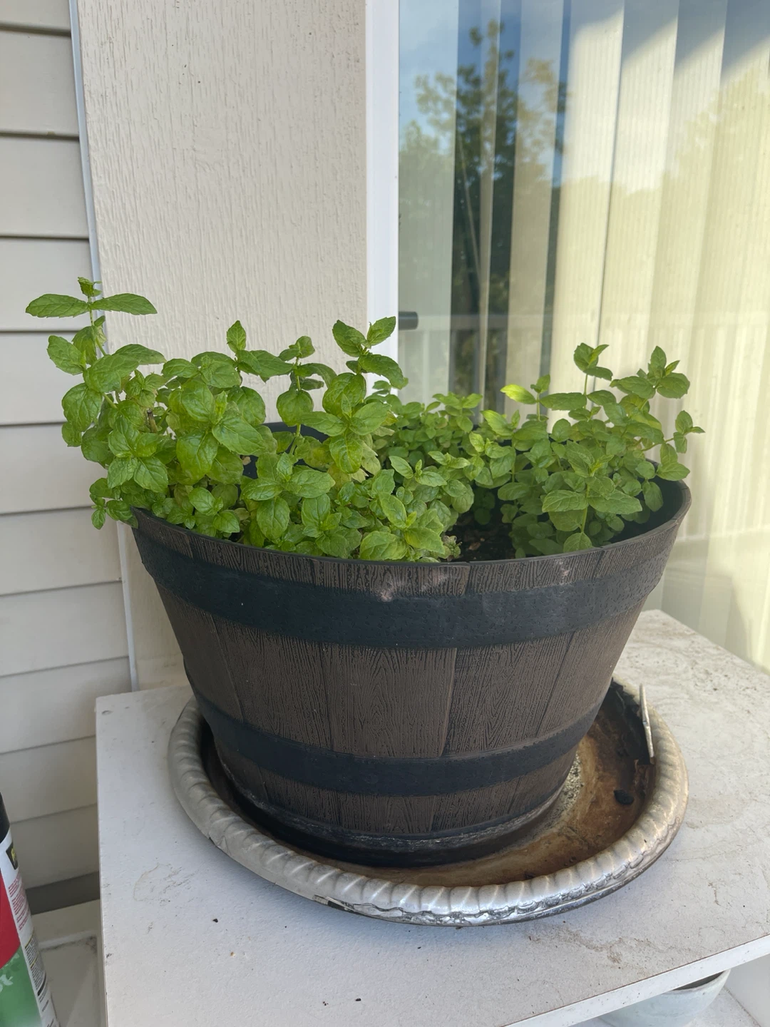 Citrus Mint plant in a barrel planter - photo 2