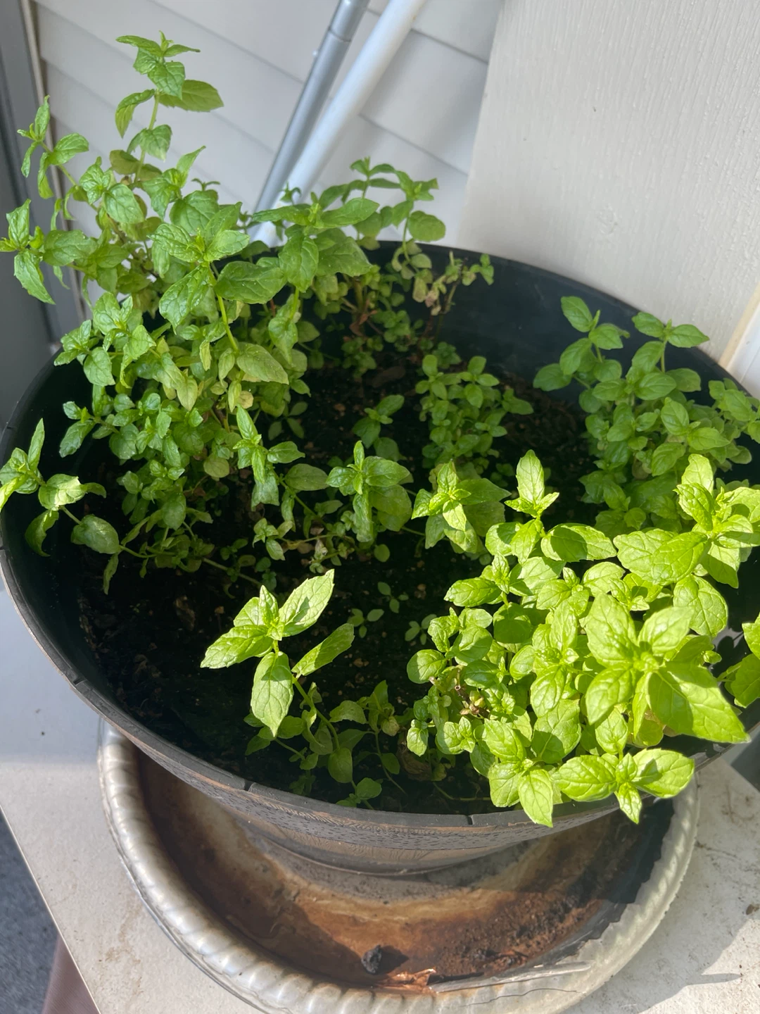 Citrus Mint plant in a barrel planter - photo 3