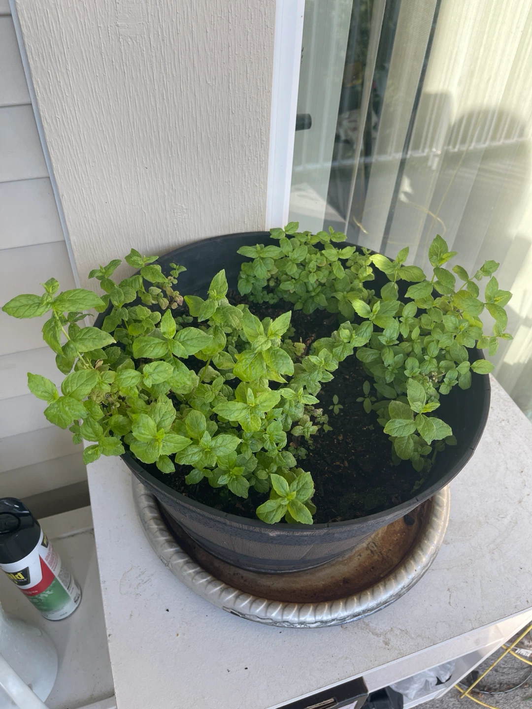 Citrus Mint plant in a barrel planter - photo 4