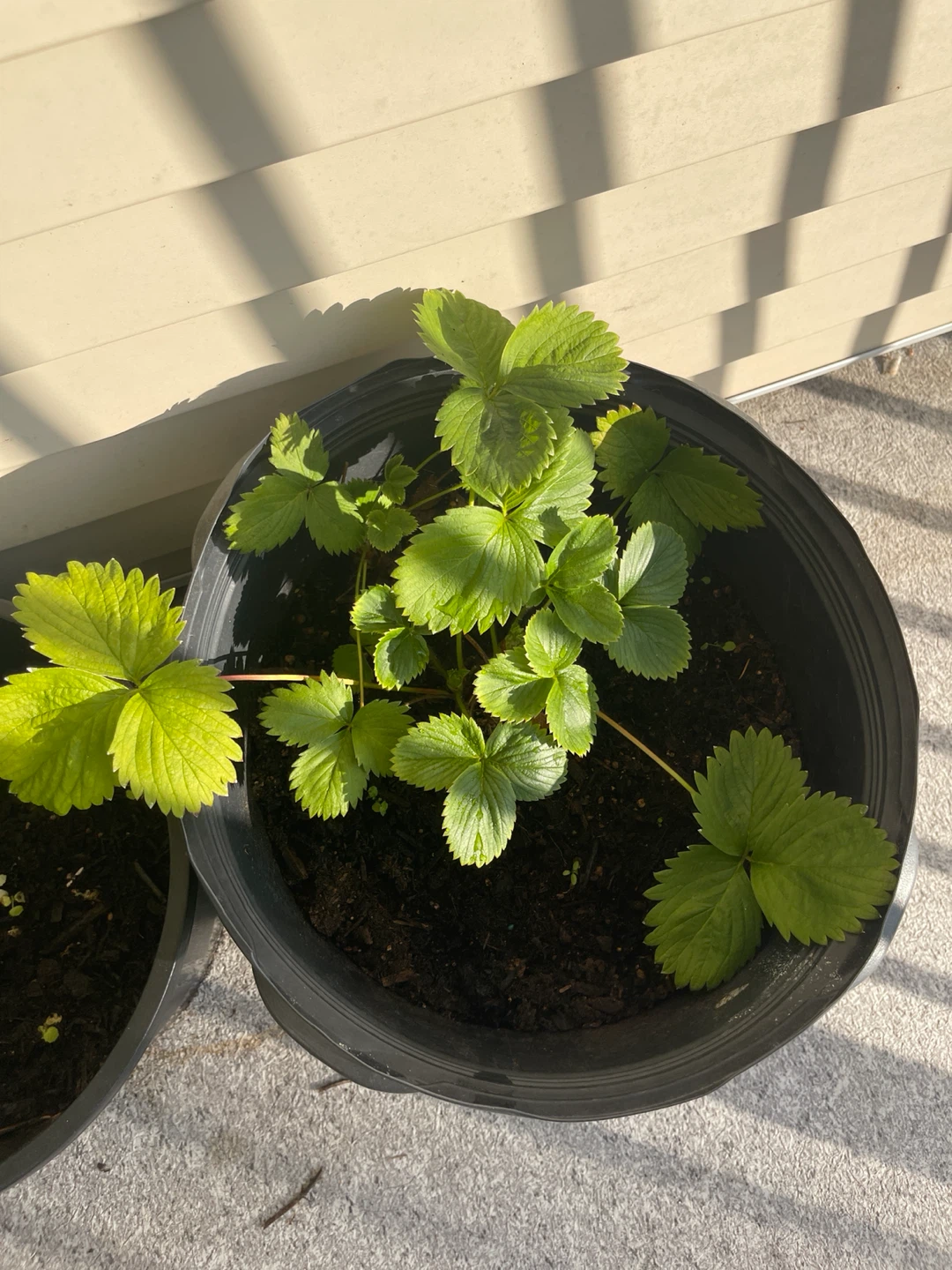 Strawberry Plant in very big Pot