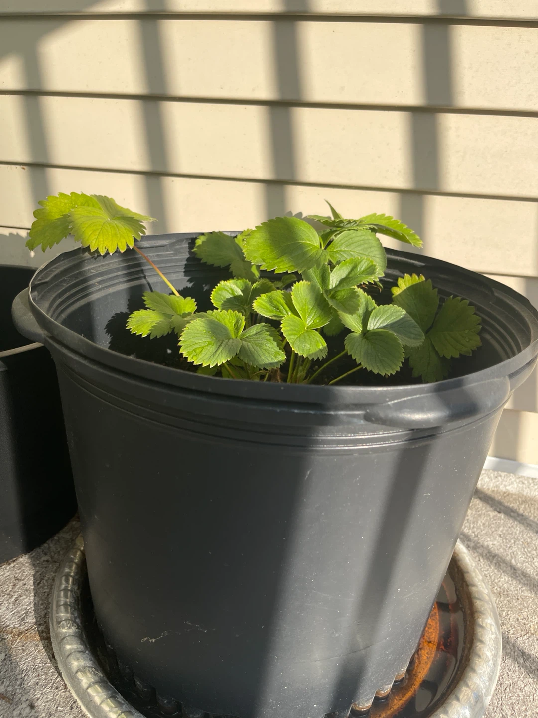Strawberry Plant in very big Pot - photo 2