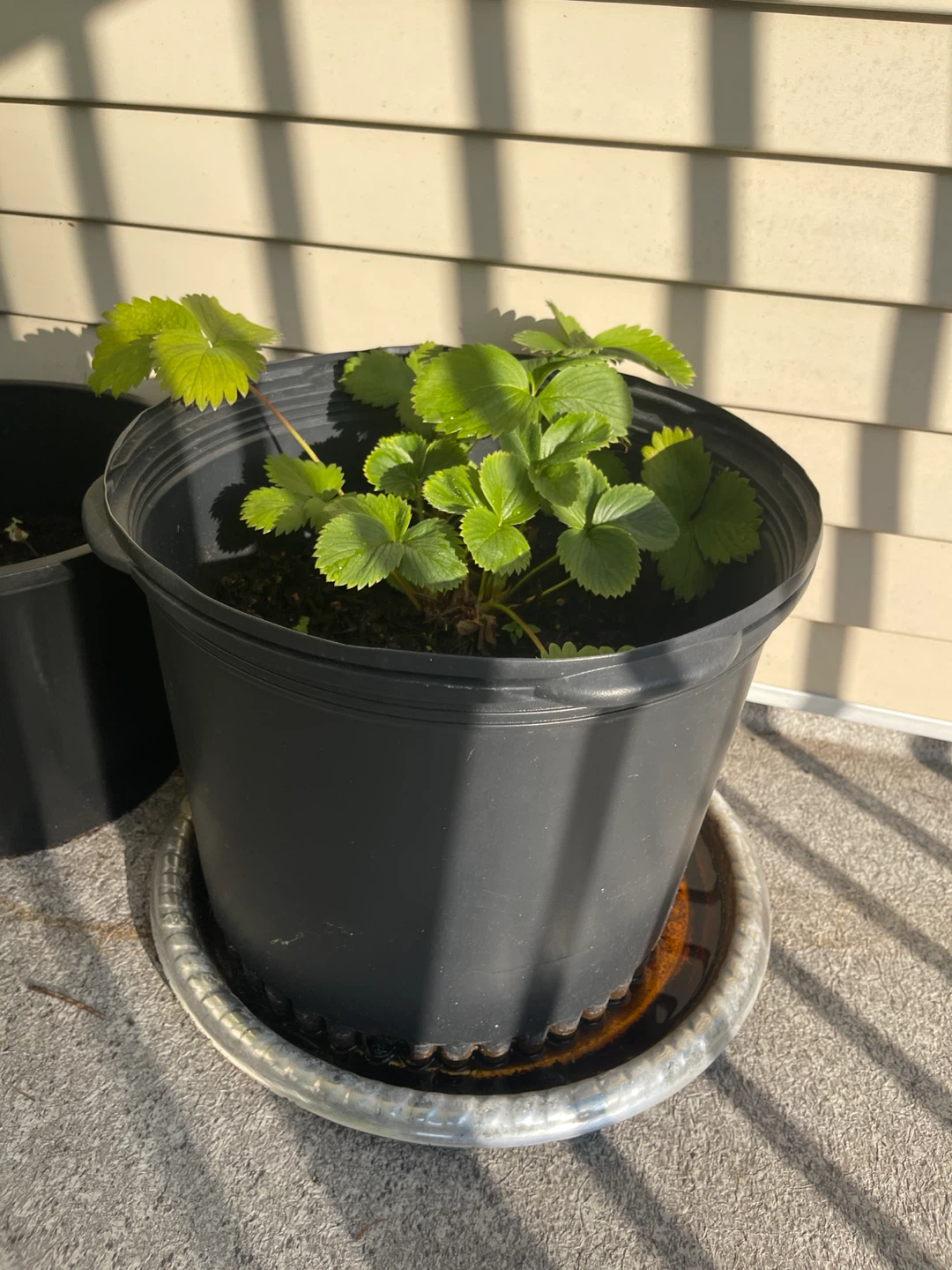 Strawberry Plant in very big Pot - photo 3