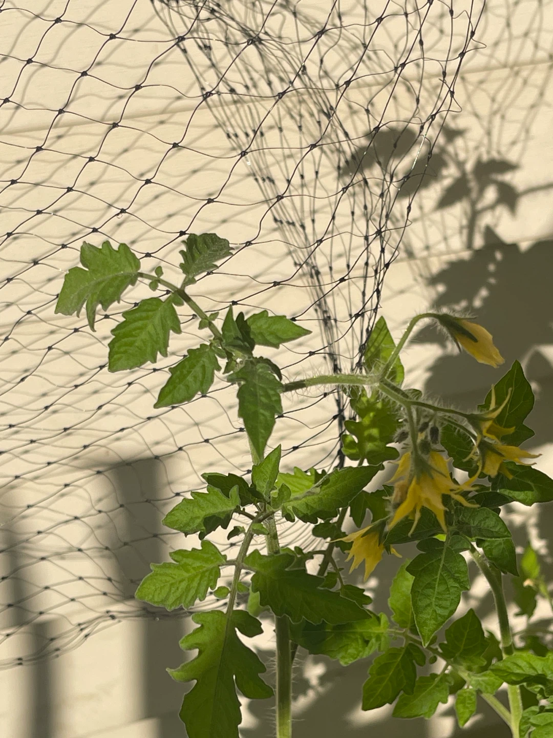 5 big Tomato Plants in White Pot