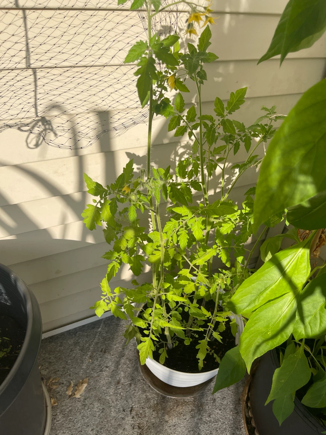 5 big Tomato Plants in White Pot - photo 2