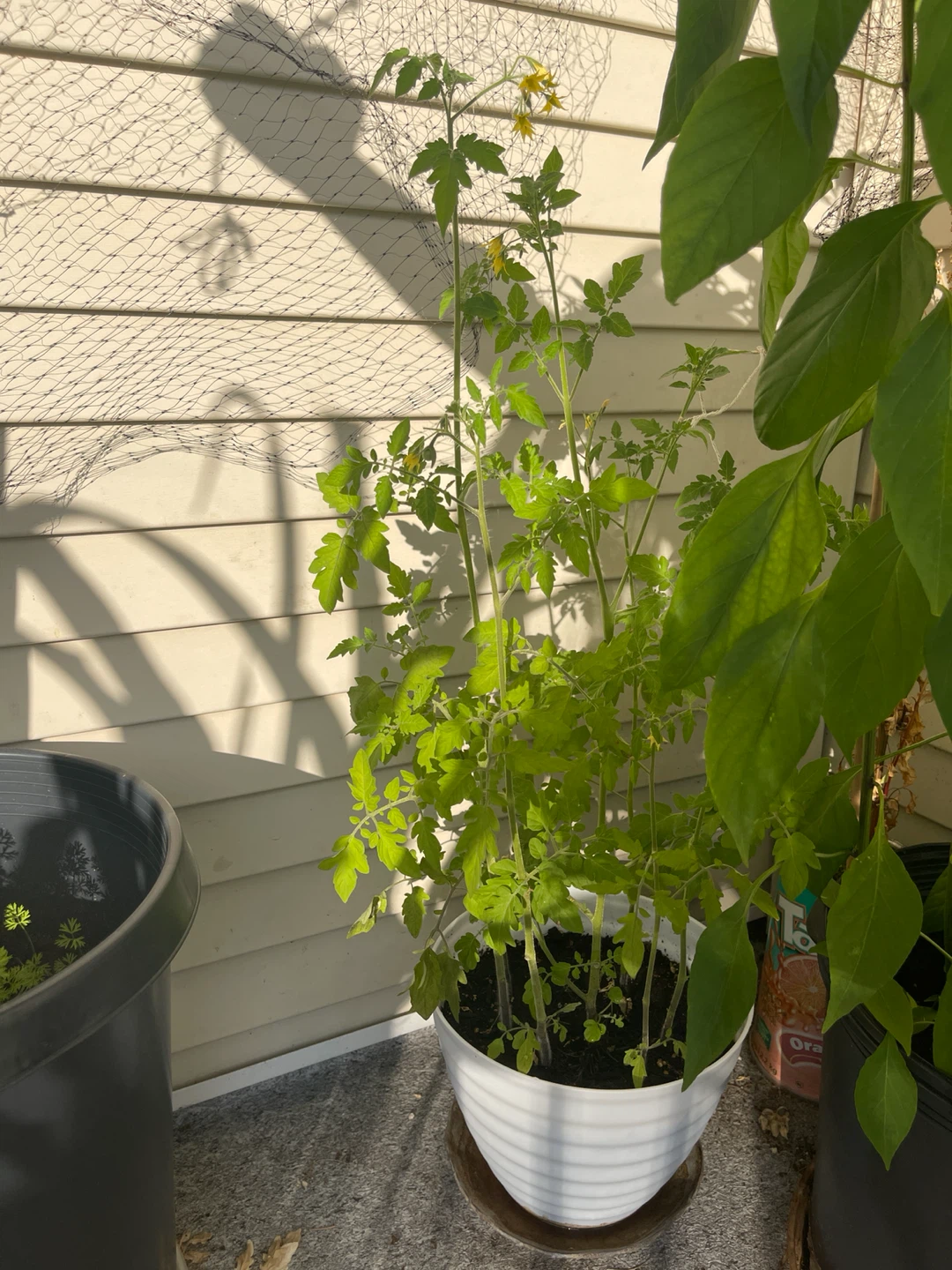 5 big Tomato Plants in White Pot - photo 3