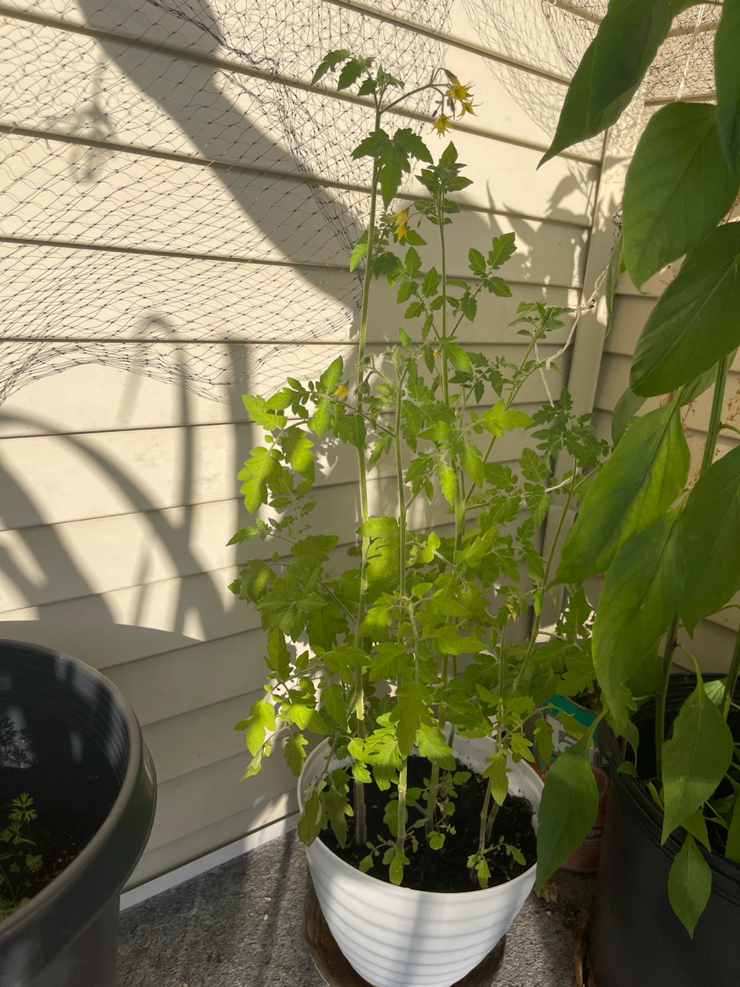5 big Tomato Plants in White Pot - photo 4