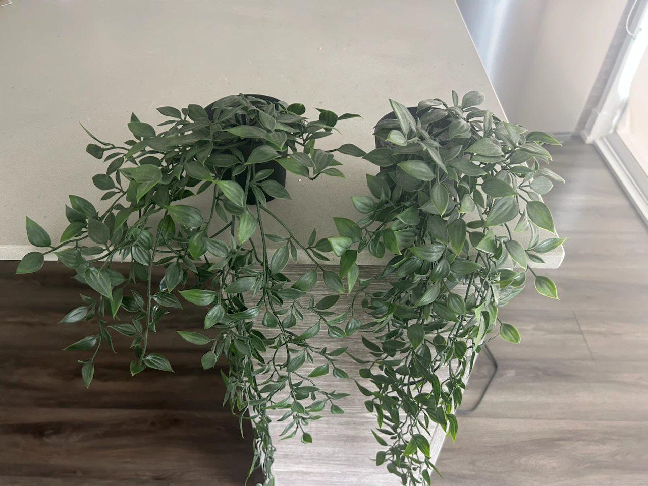 Artificial Trailing Plants in Ceramic Pots x2