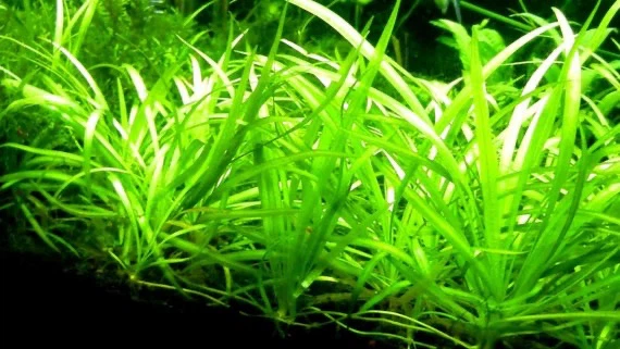 Dwarf Saggitteria