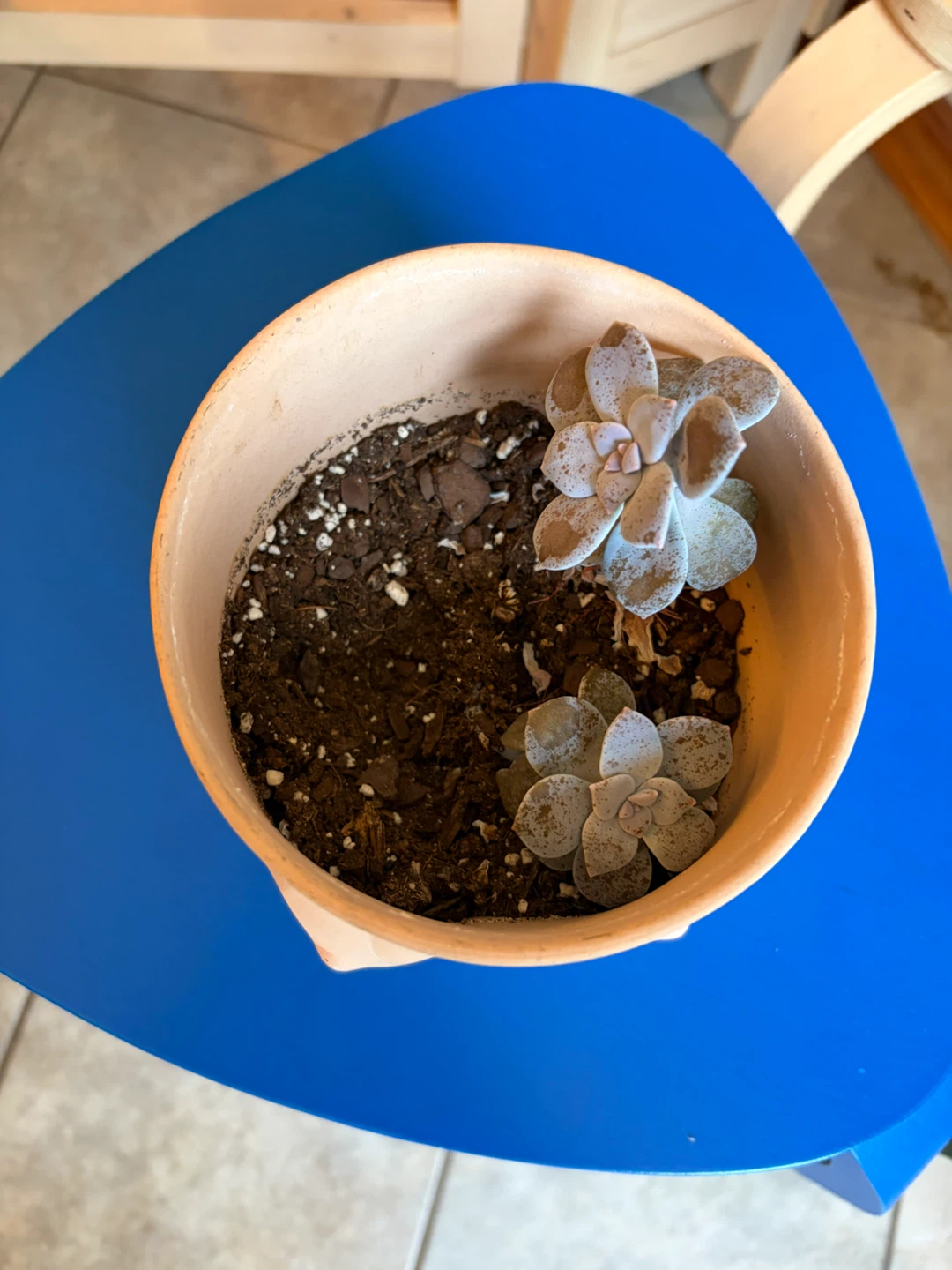 Nude Body Planter Pot w. Jade plant - photo 2