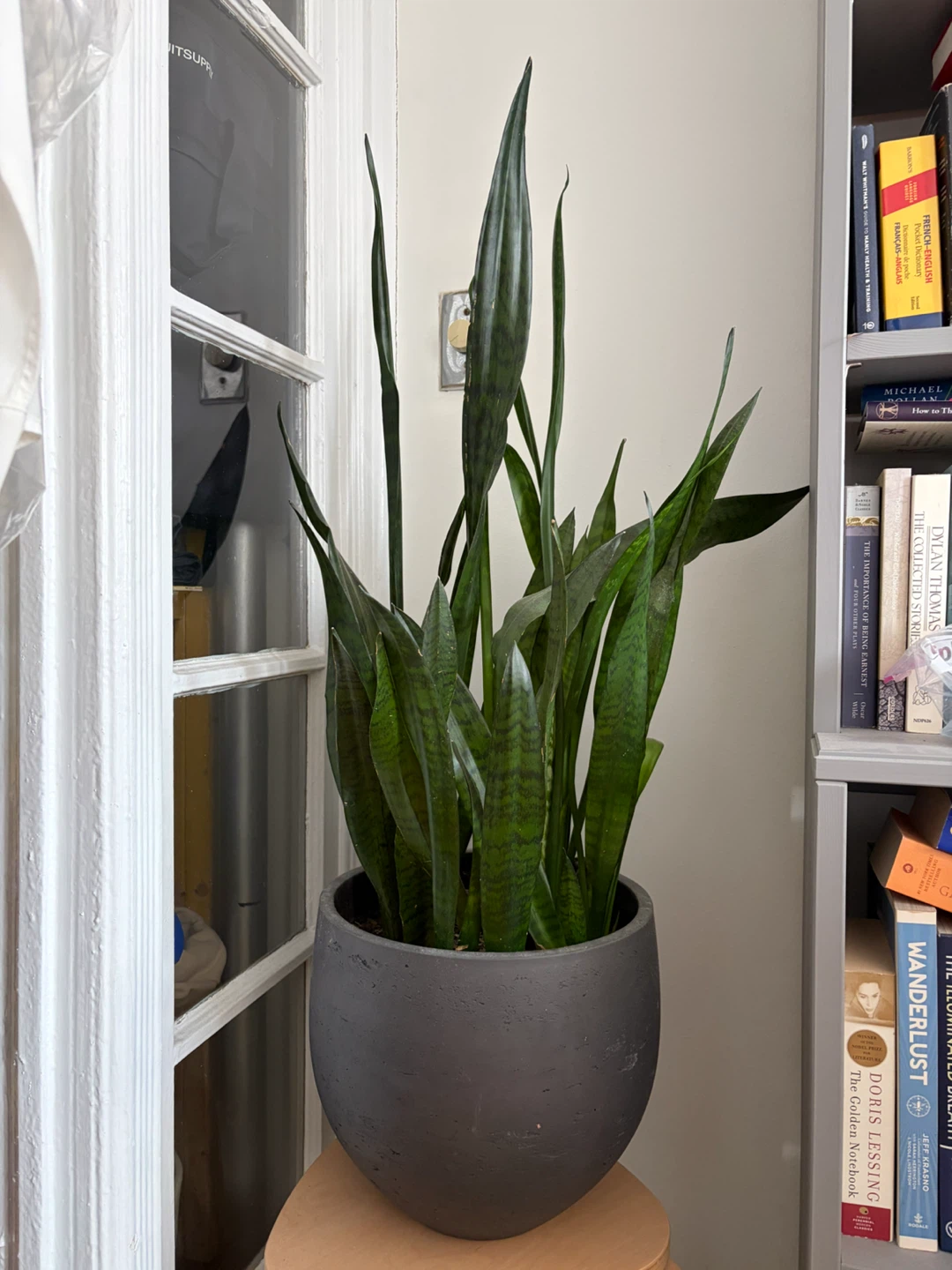 Snake Plant in Gray Pot