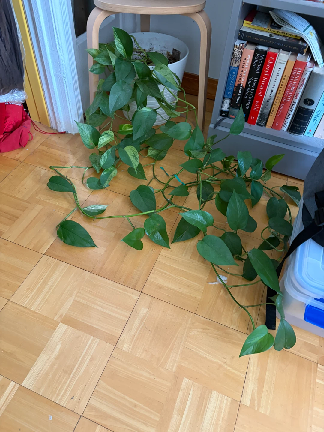 Pothos Plant