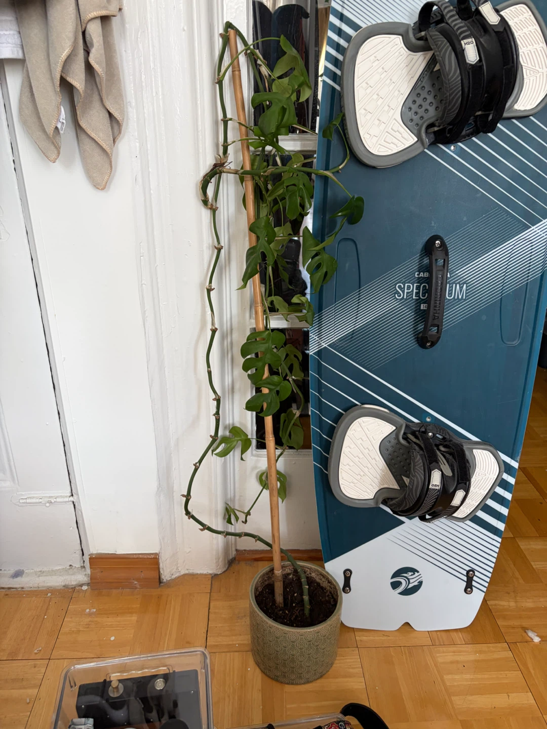 Monstera Deliciosa Plant in Pot
