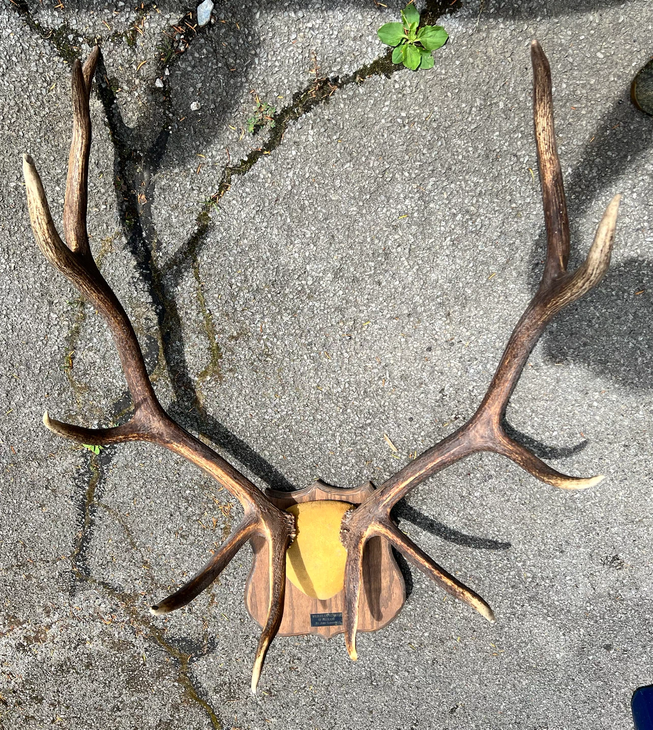 Deer Racks - photo 2