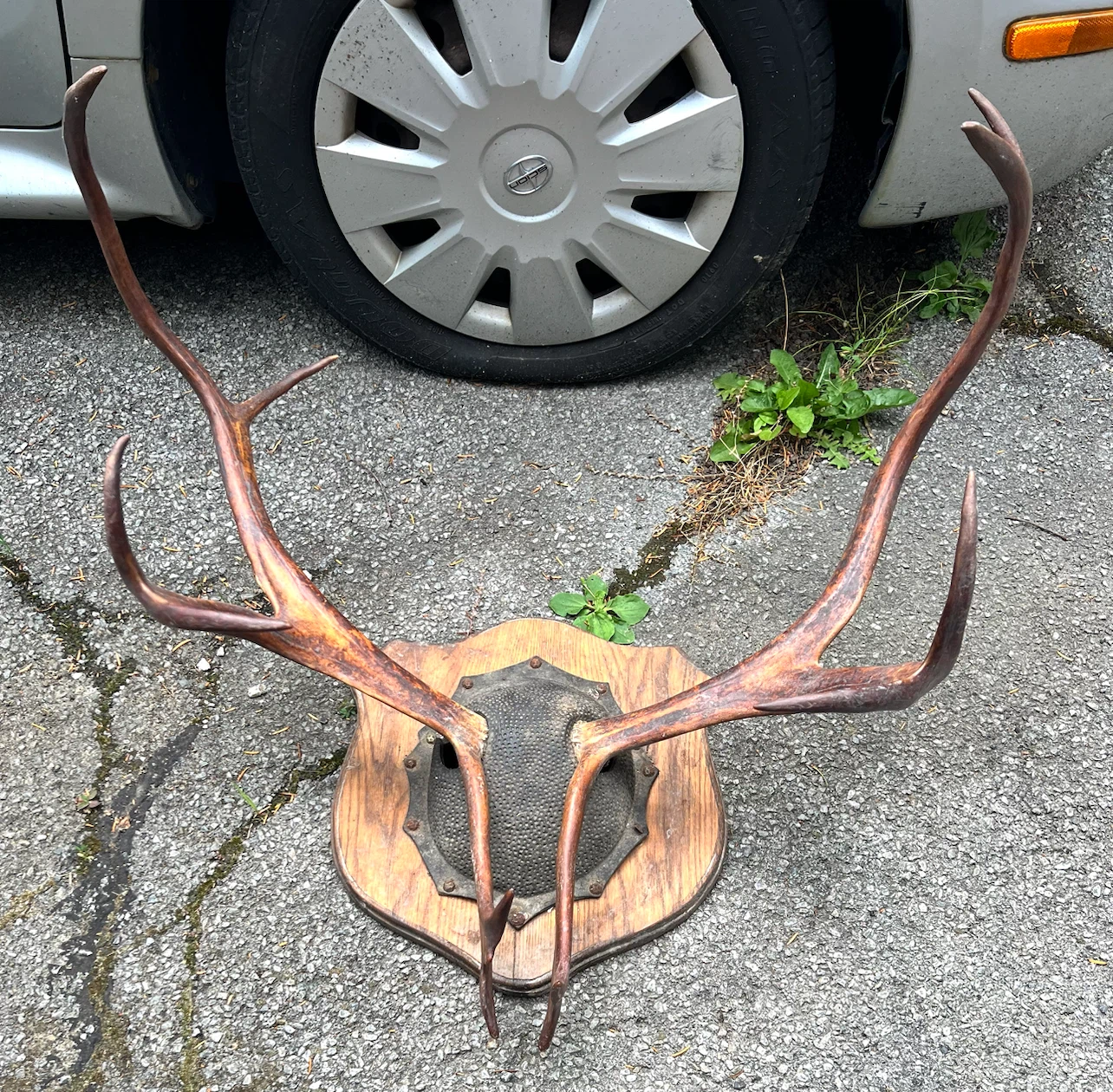 Deer Racks - photo 4