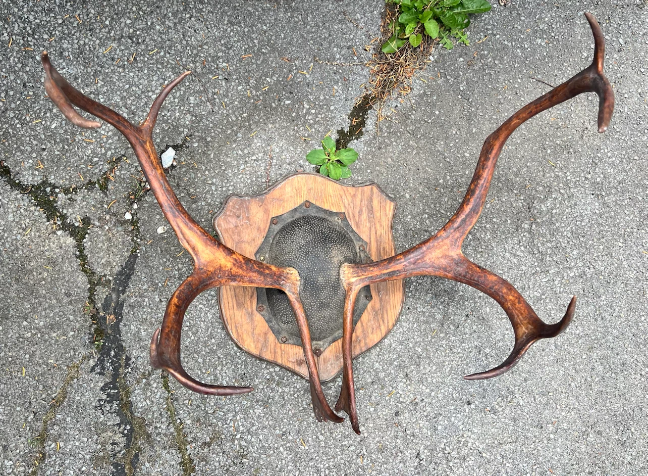 Deer Racks - photo 5