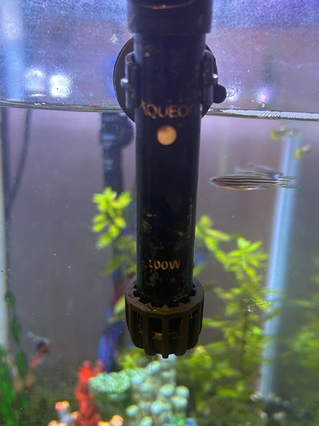 AQUEON 100W Submersible Aquarium Heater