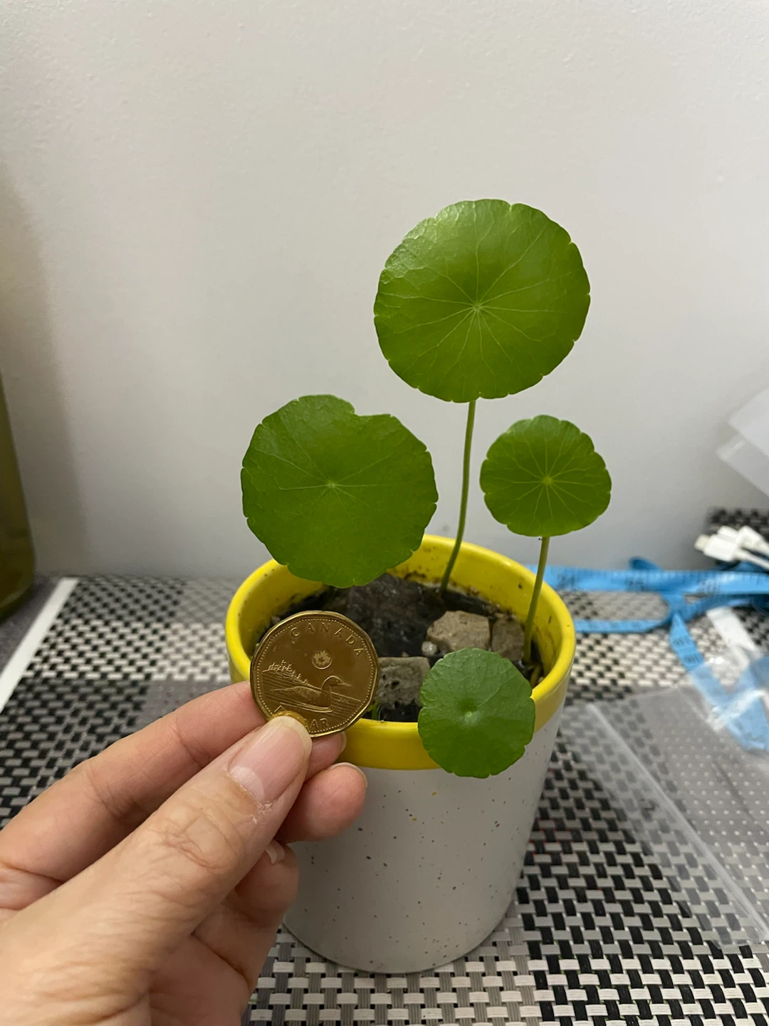 Chinese money plant