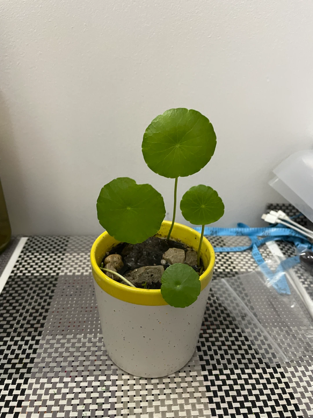 Chinese money plant - photo 2