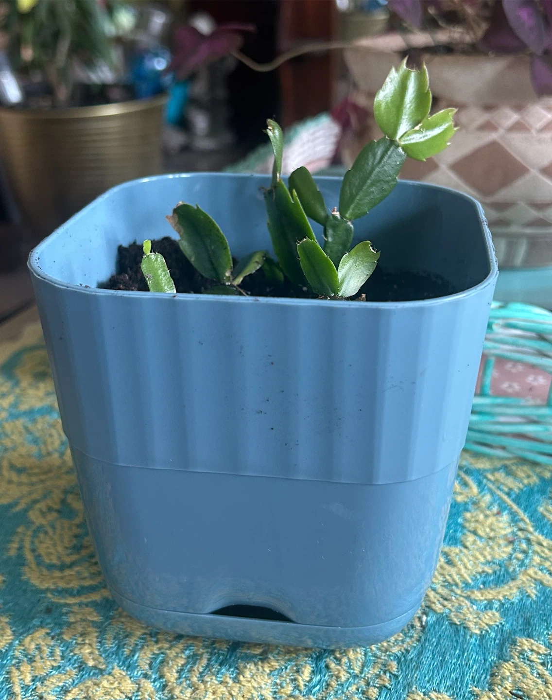 Christmas Cactus Plant in Blue Pot