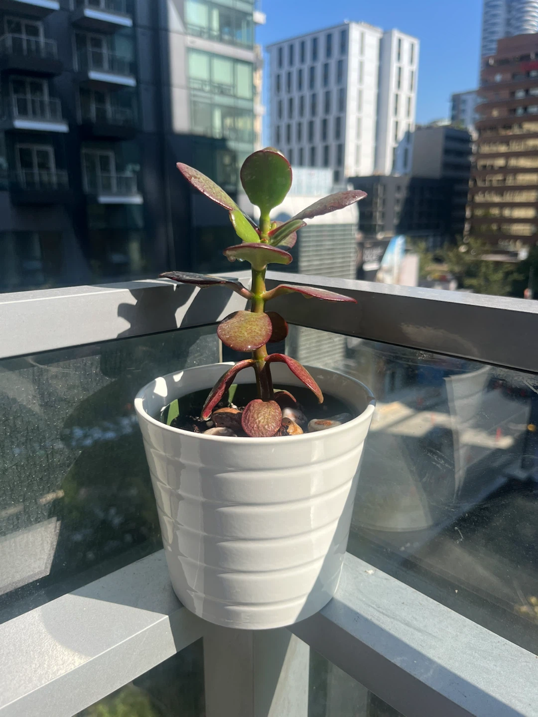 Jade Plant in White Pot