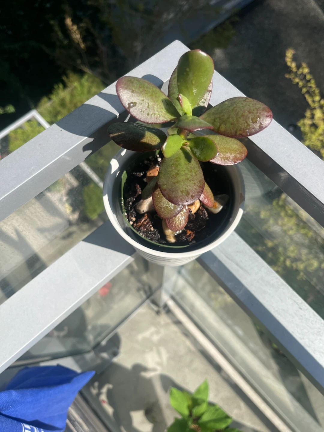 Jade Plant in White Pot - photo 2