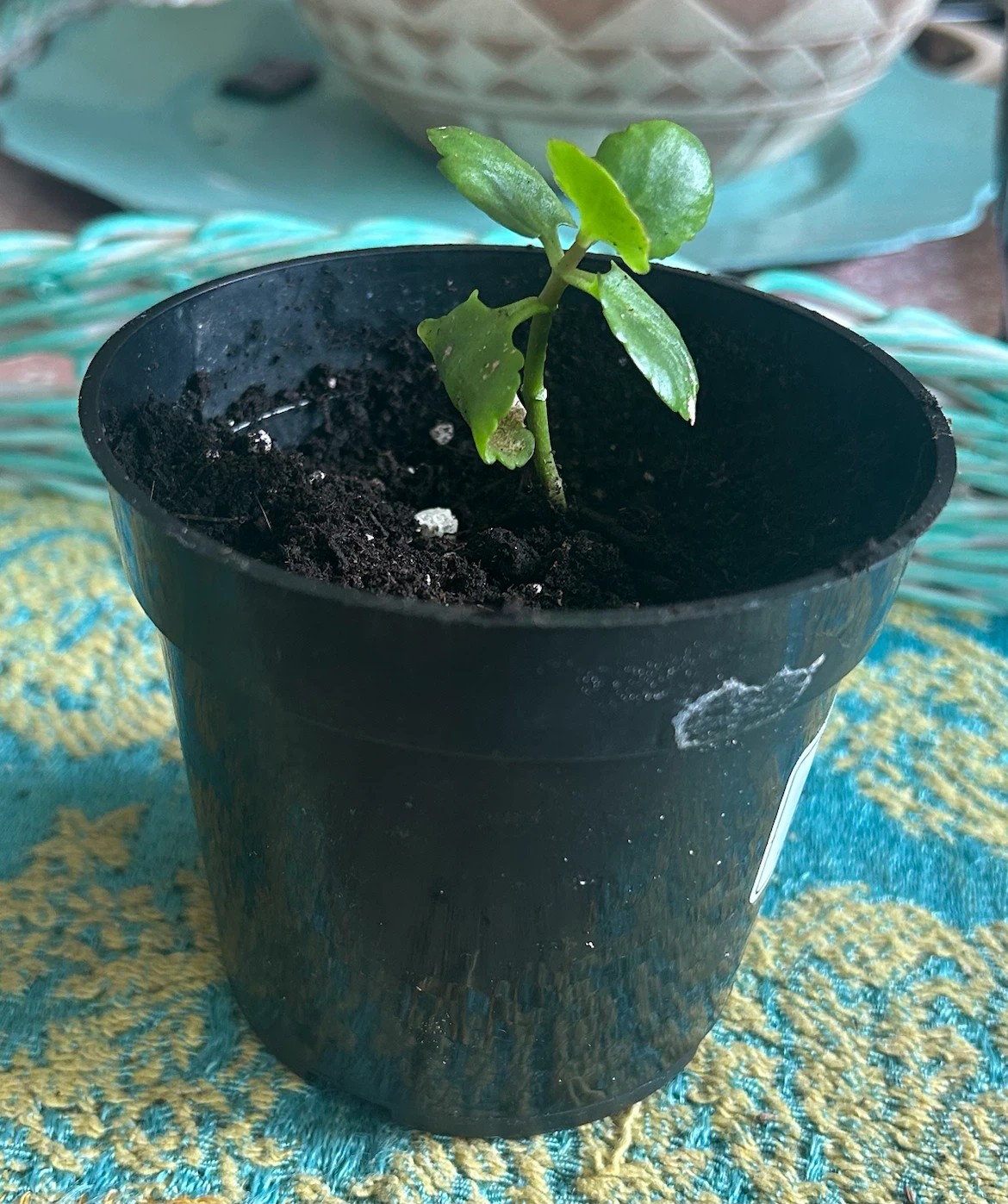 Kalanchoe Plant in black pot
