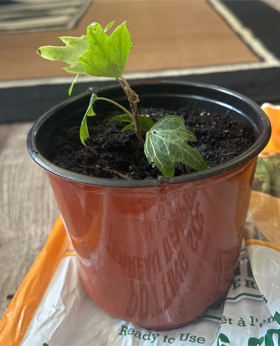 English Ivy Plant