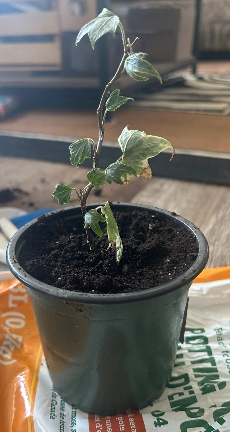 English Ivy Plant in green pot