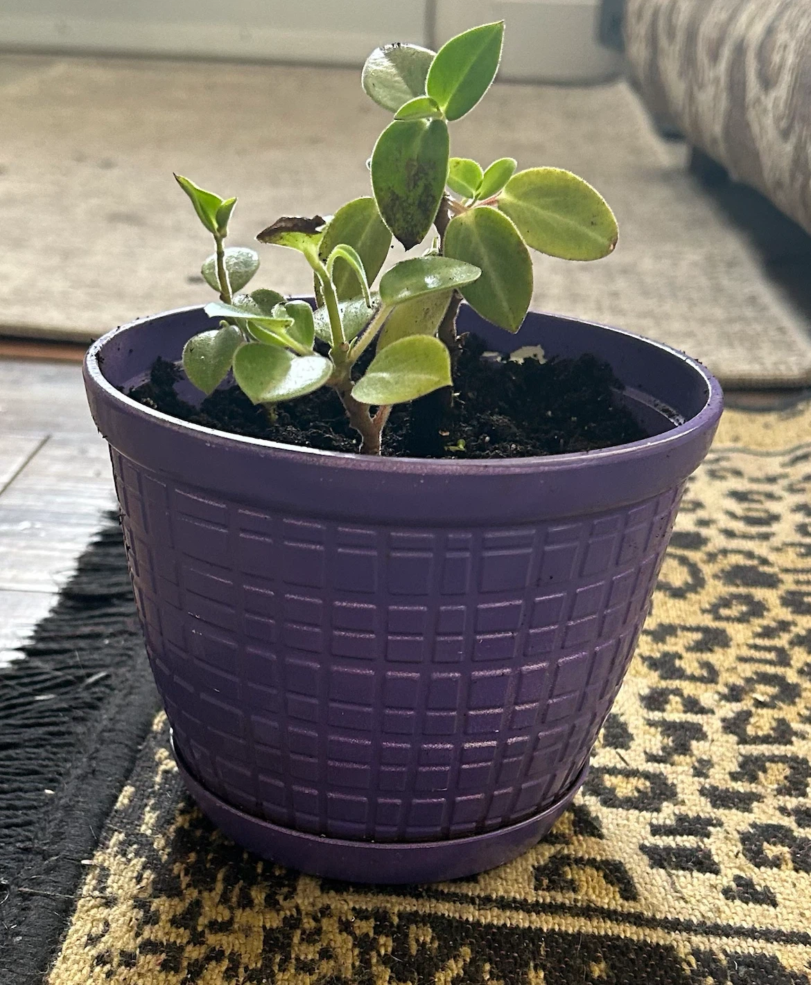 Peperomia Houseplant in Purple Pot