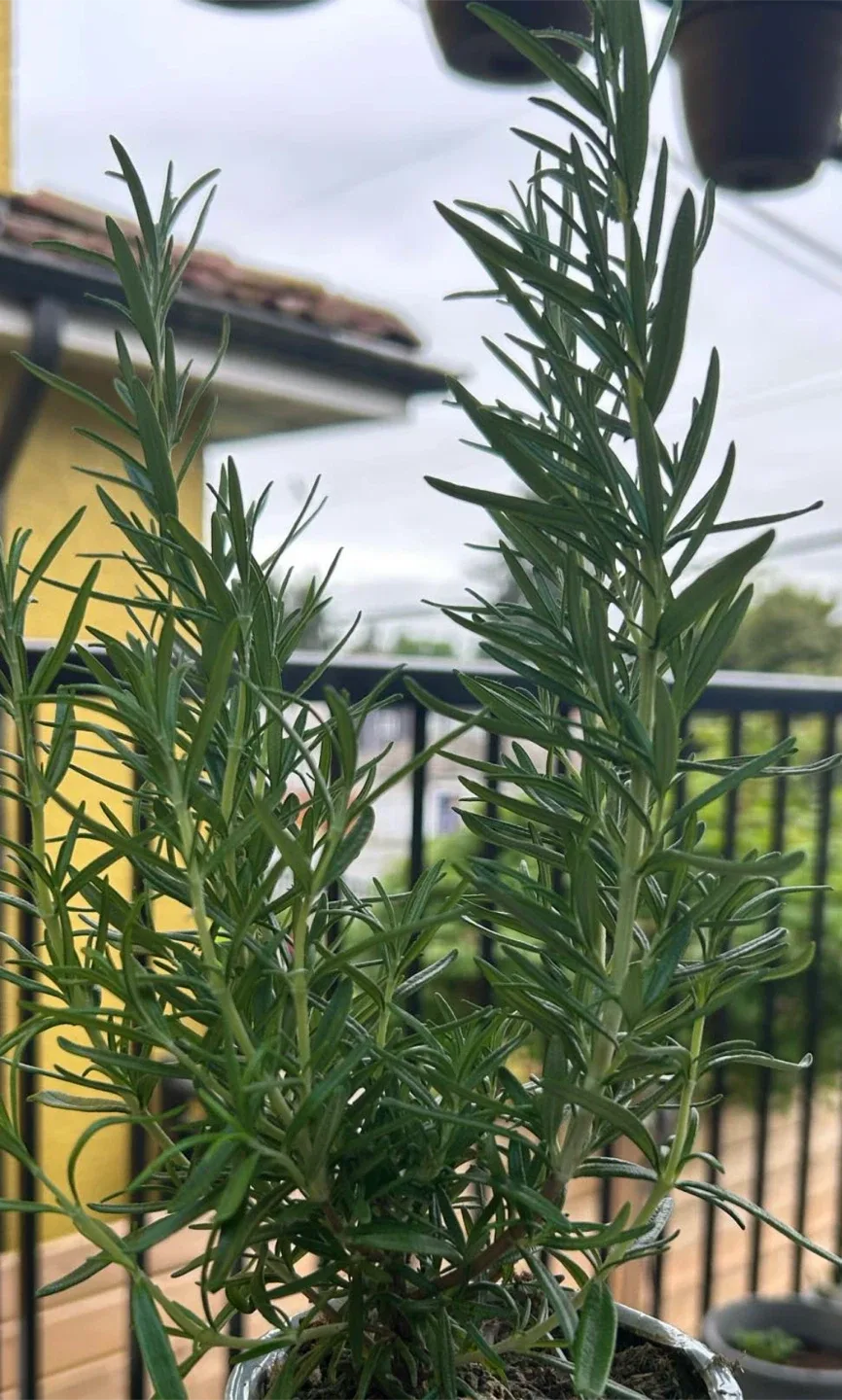 Rosemary big and  very bushy Plant  $7