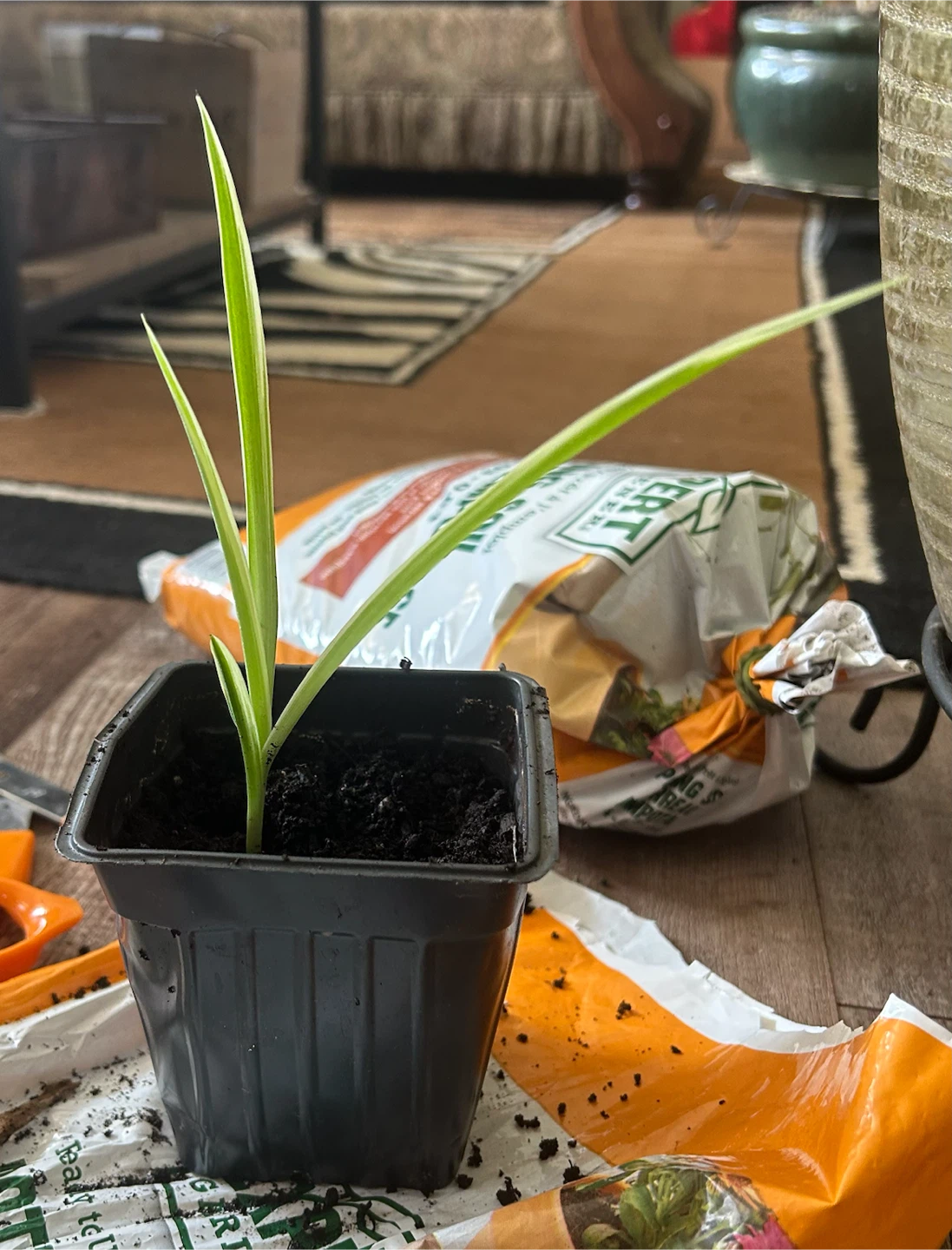 Spider Plant