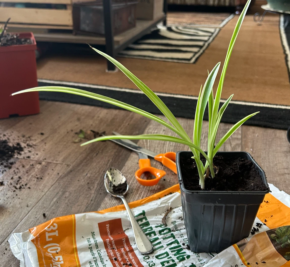 Spider Plant in black pot