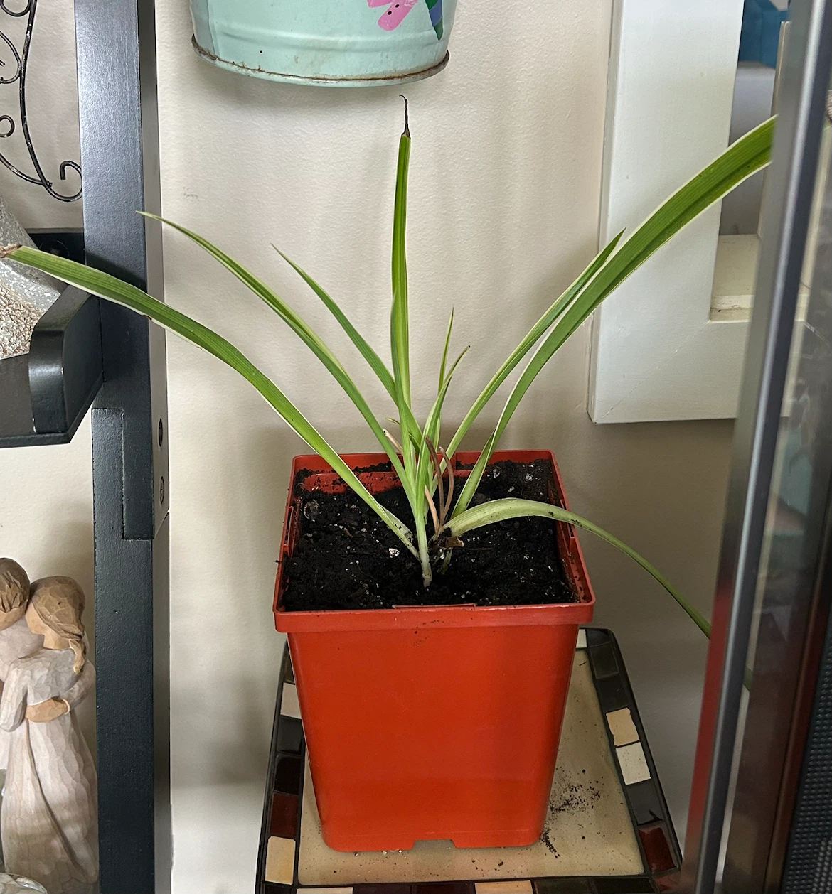 Spider Plant