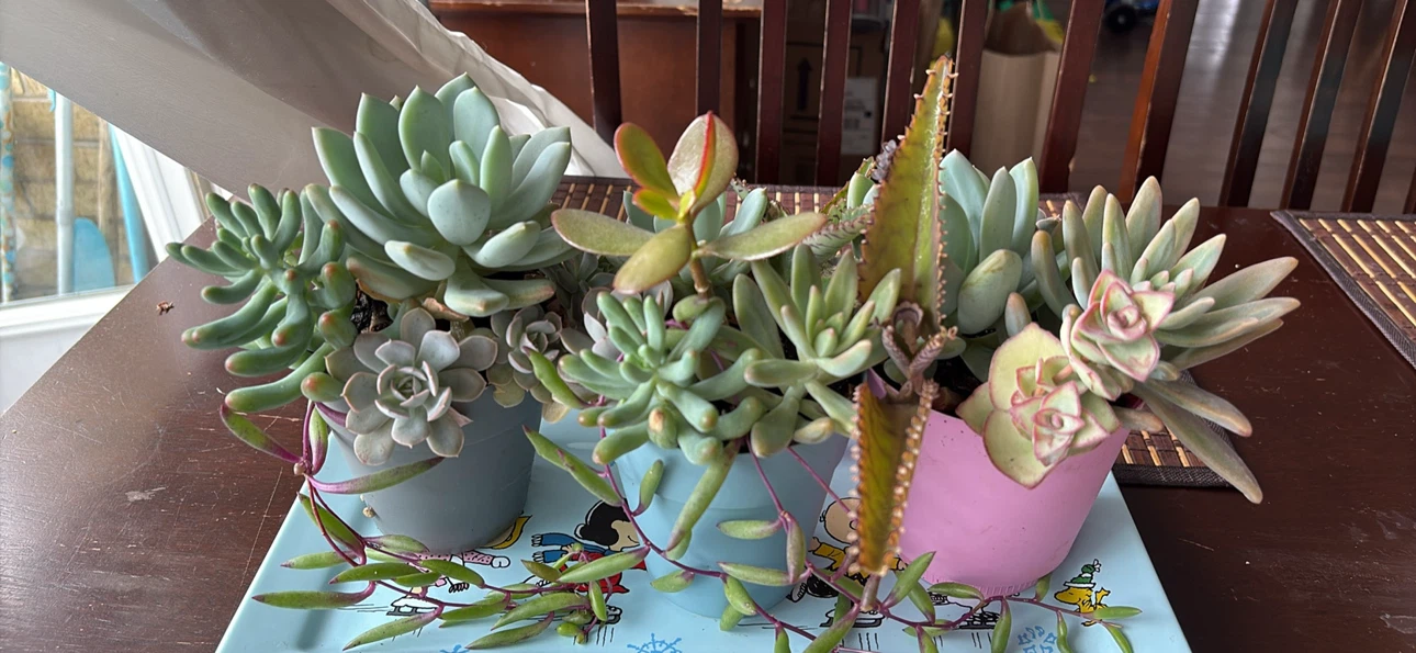 Succulent Plant Arrangement in Pot