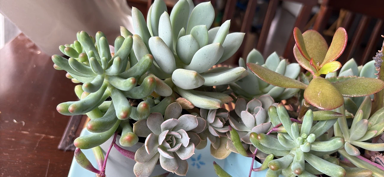 Succulent Plant Arrangement in Pot - photo 2