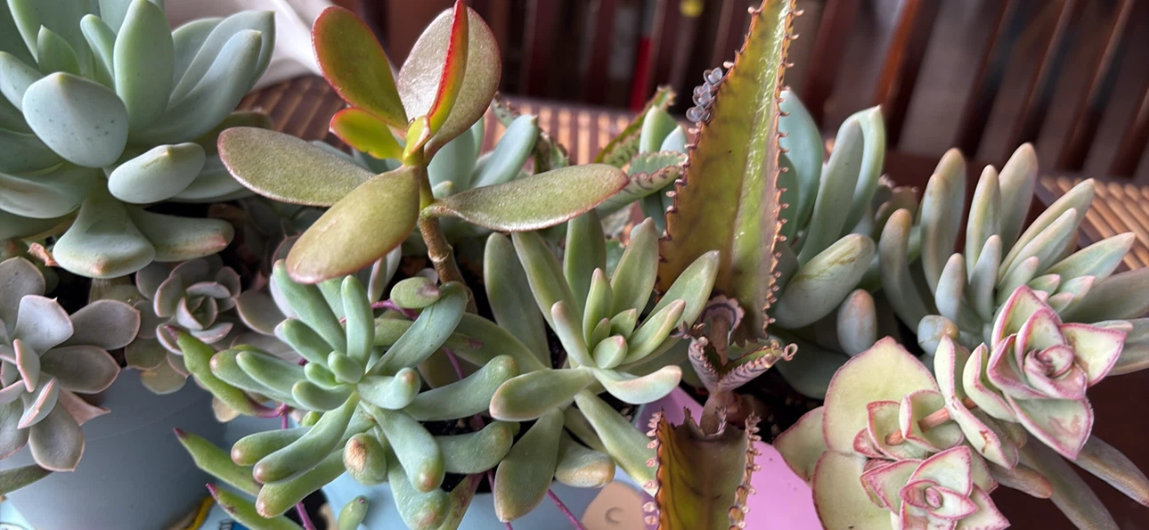Succulent Plant Arrangement in Pot - photo 3