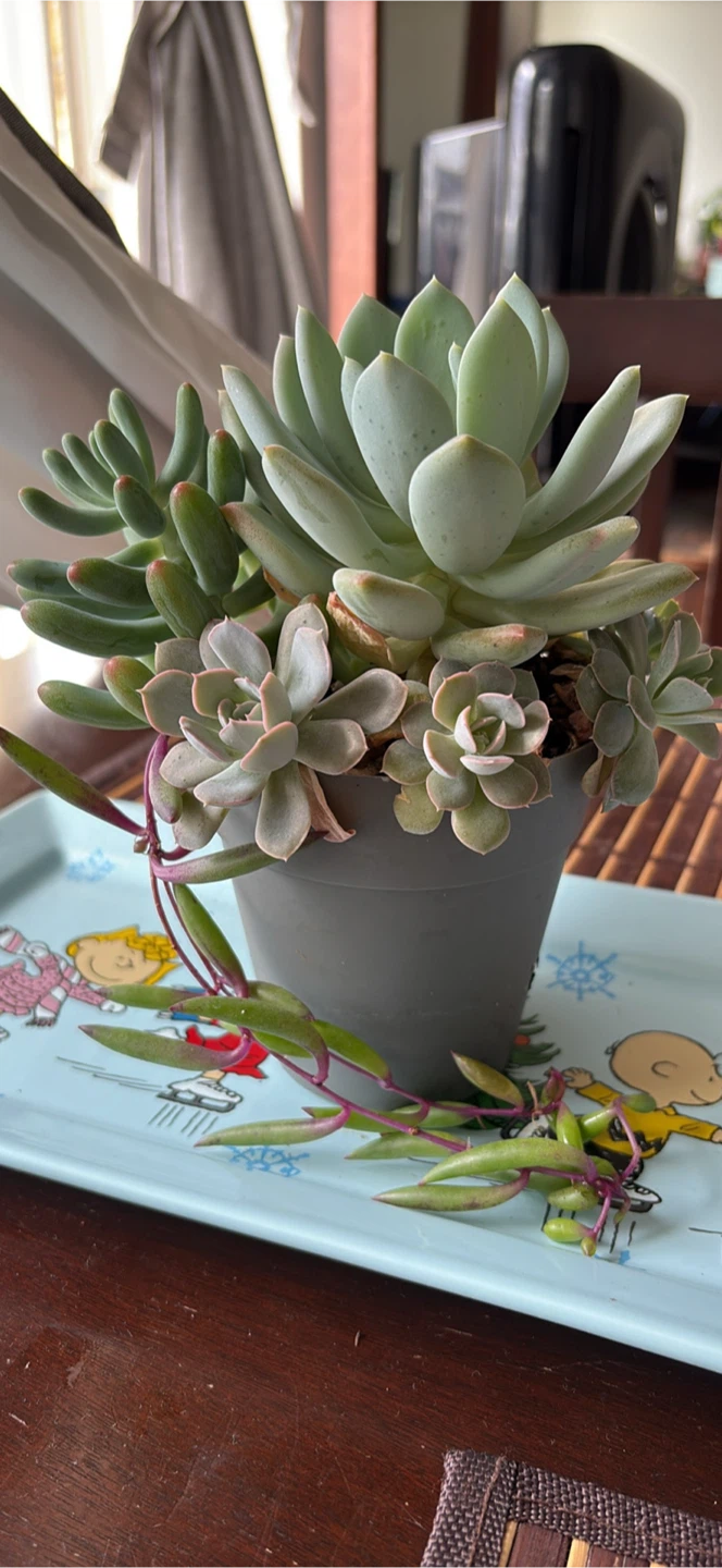 Succulent Plant Arrangement in Pot - photo 4