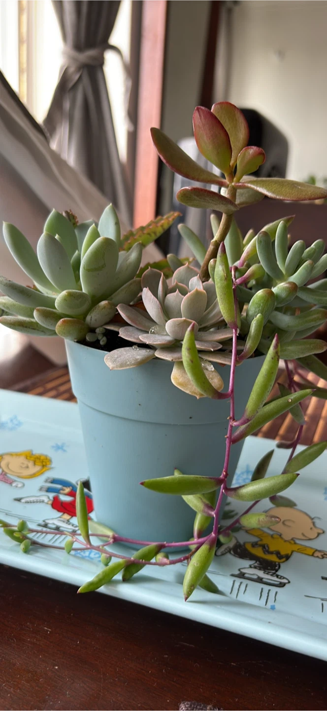 Succulent Plant Arrangement in Pot - photo 5