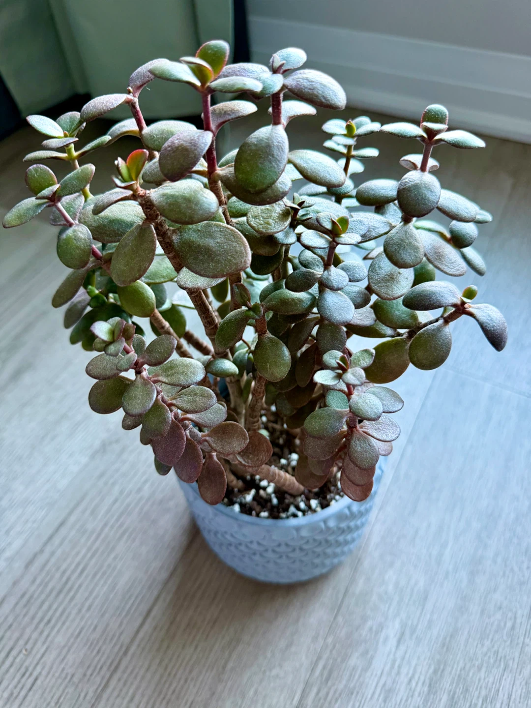 Healthy Jade Plant Multiple Stems in Decorative IKEA Pot