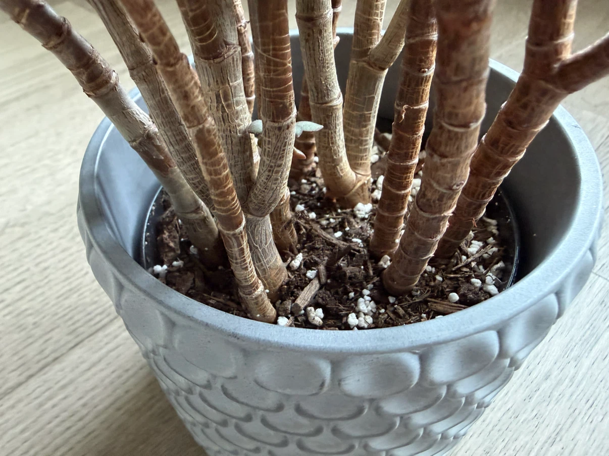 Healthy Jade Plant Multiple Stems in Decorative IKEA Pot - photo 2