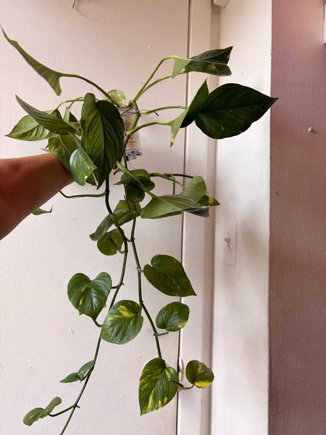 Golden pothos