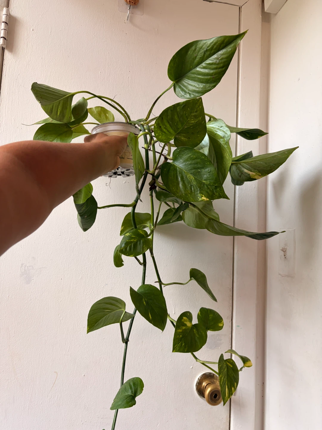 Golden pothos - photo 2