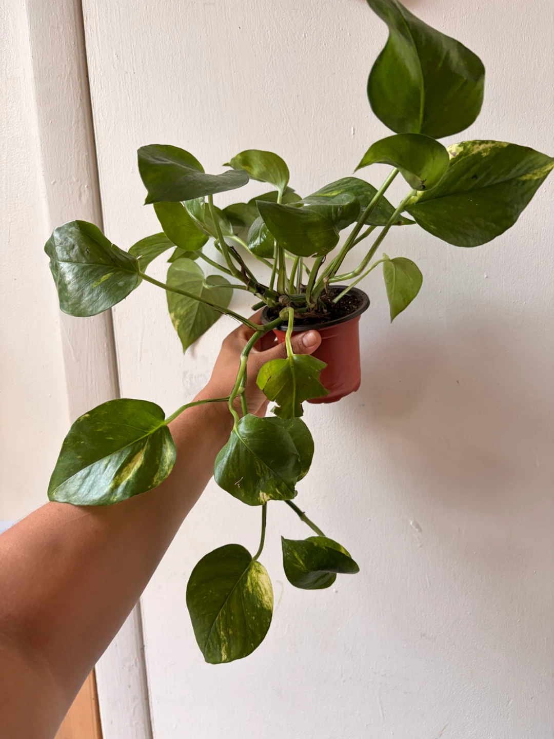 Golden pothos