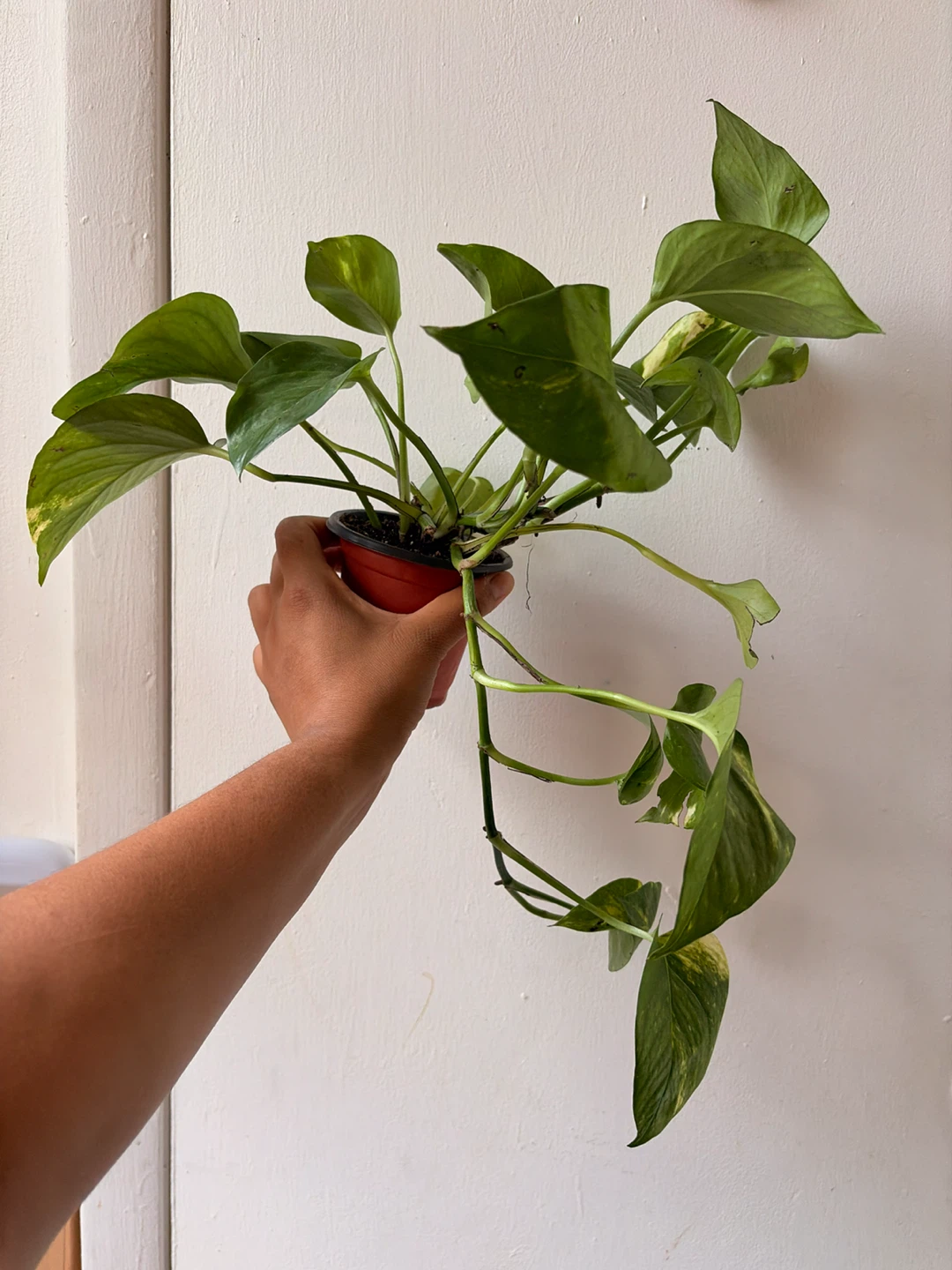 Golden pothos - photo 2