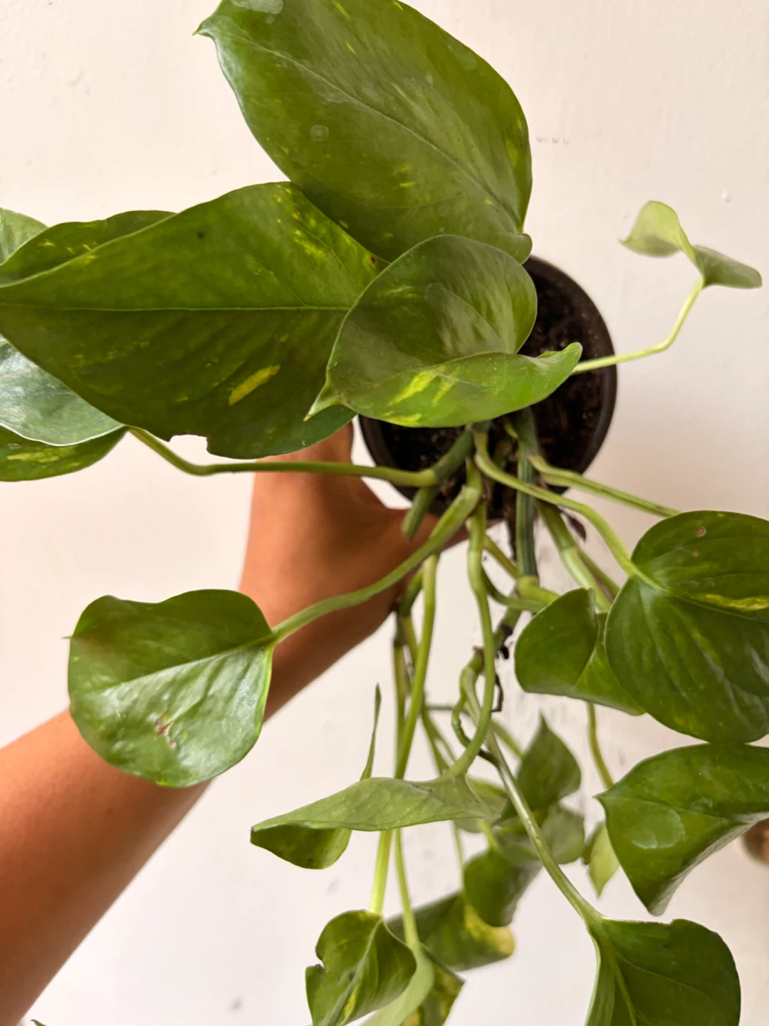 Golden pothos - photo 3