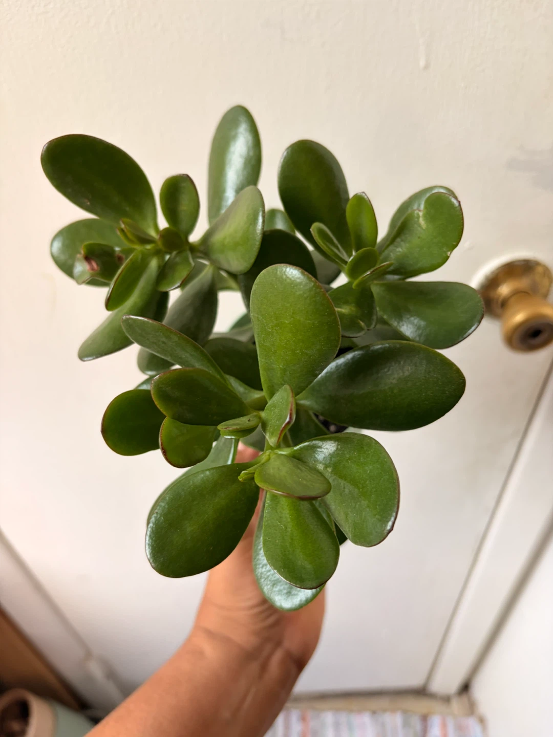 Jade plant