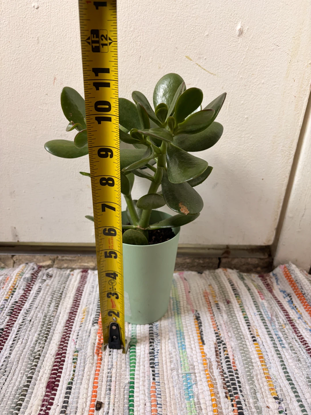 Jade plant - photo 2