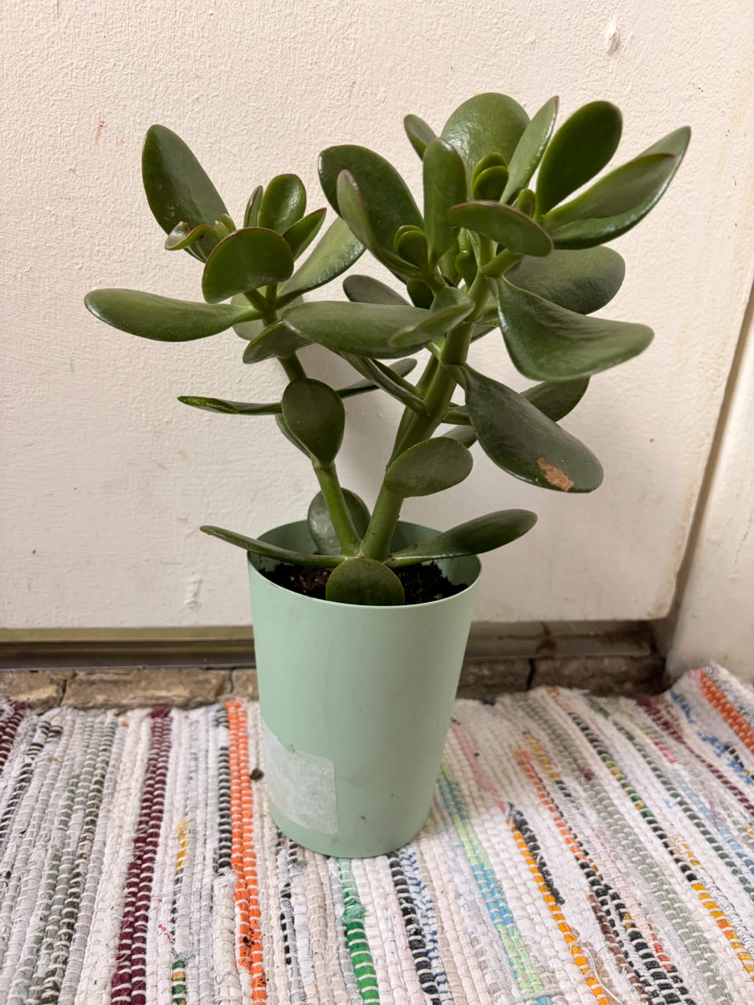 Jade plant - photo 3
