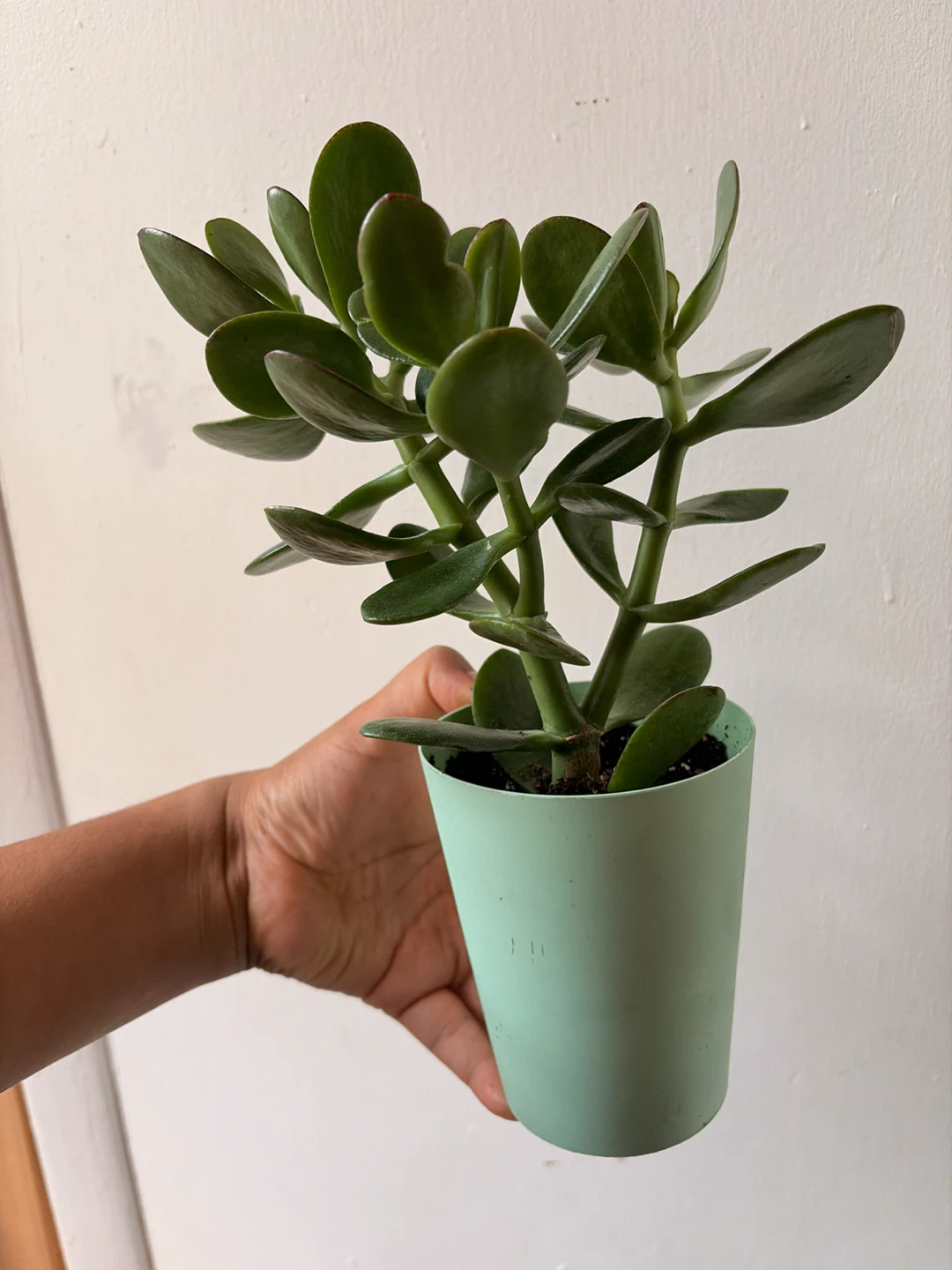Jade plant - photo 4