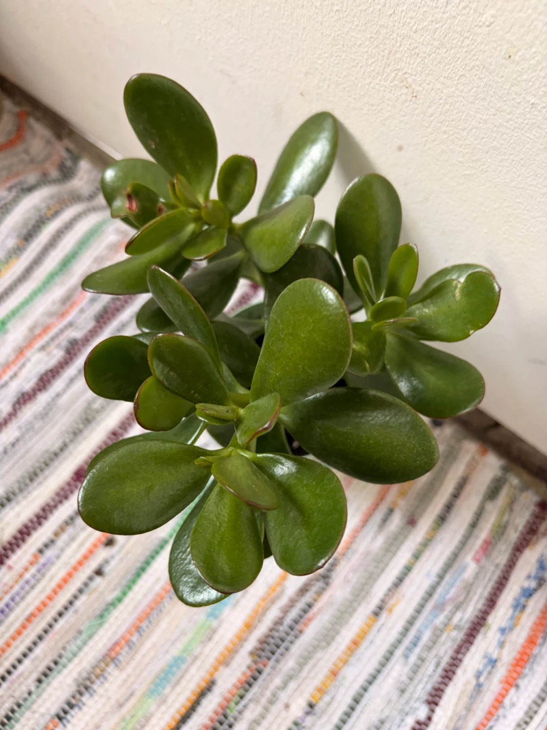 Jade plant - photo 5